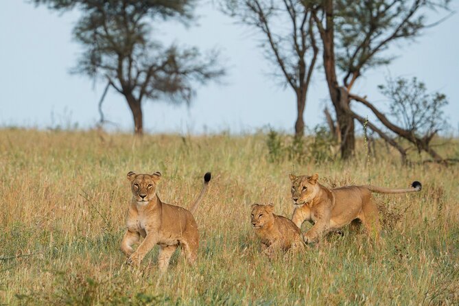 4 Days Tarangire, Serengeti and Ngorongoro Mid-Range Group Safari - Key Highlights at a Glance
