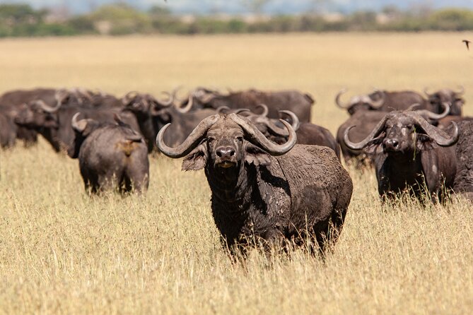 4 Days Tarangire, Serengeti and Ngorongoro Mid-Range Group Safari - What This Safari Gives You, Beyond the Checklist