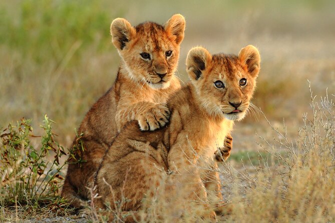 4 Days Tarangire, Serengeti and Ngorongoro Mid-Range Group Safari - Day 4 Ngorongoro Crater Sunrise: A Different Kind of Wildlife Stage