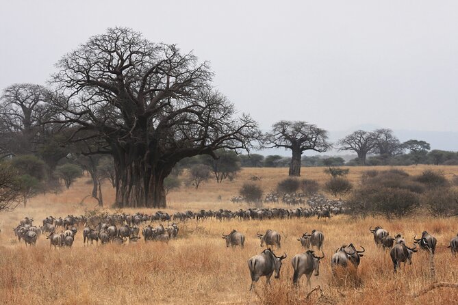 4 Days Tarangire, Serengeti and Ngorongoro Mid-Range Group Safari - Accommodation and Meals: Mid-Range Comfort, With a Safari Edge