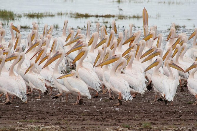 4 Days Tarangire Serengeti Ngorongoro Crater - Serengeti at Dawn, Then the Push Toward Ngorongoro