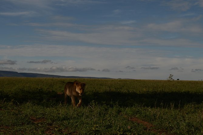 4 Days Tarangire ,Serengeti &Ngorongoro crater group Tour - Entering The Park World: What This 4-Day Route Really Delivers