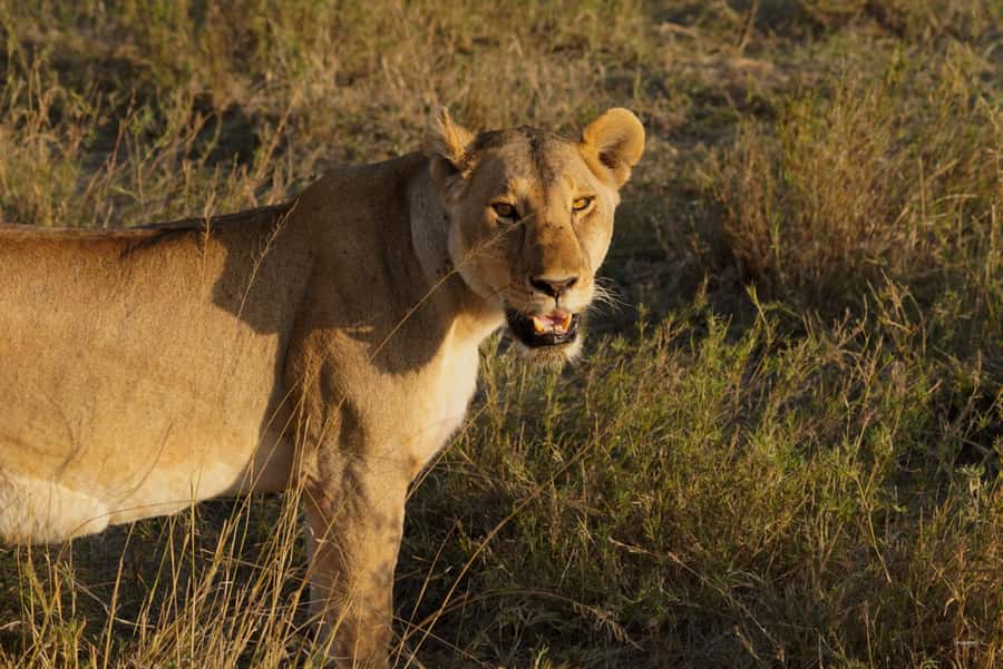 4 Days Tarangire, Serengeti, Ngorongoro Group Camping Safari - Key things that make this safari feel worth it