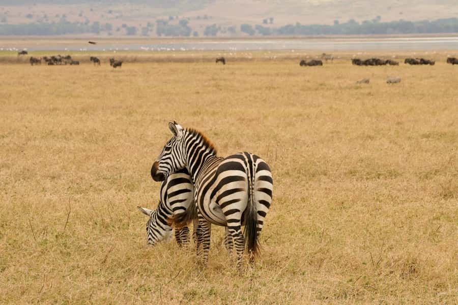 4 Days Tarangire, Serengeti, Ngorongoro Group Camping Safari - Why this 4-day Tarangire to Ngorongoro route is a smart use of time