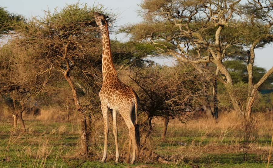 4 Days Tarangire, Serengeti, Ngorongoro Group Camping Safari - Day at Tarangire National Park: elephants and baobabs first, no overthinking