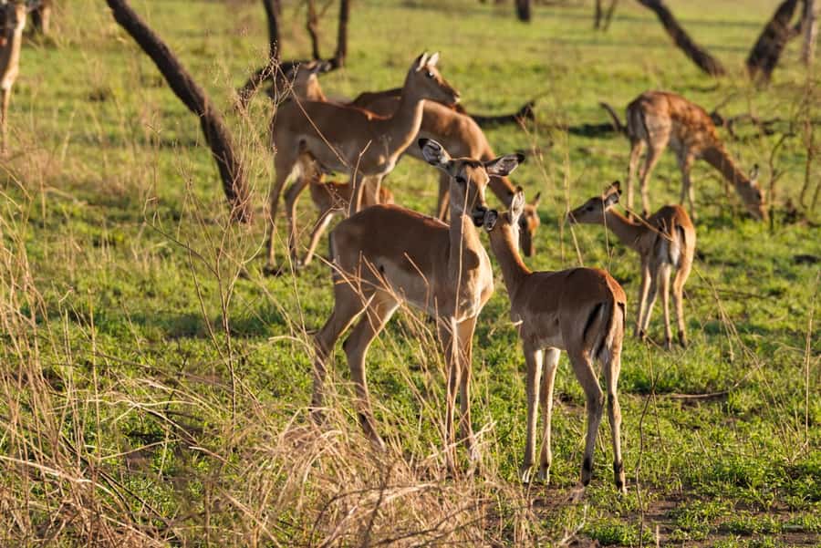 4 Days Tarangire, Serengeti, Ngorongoro Mid-range Safari - Key highlights to know before you go