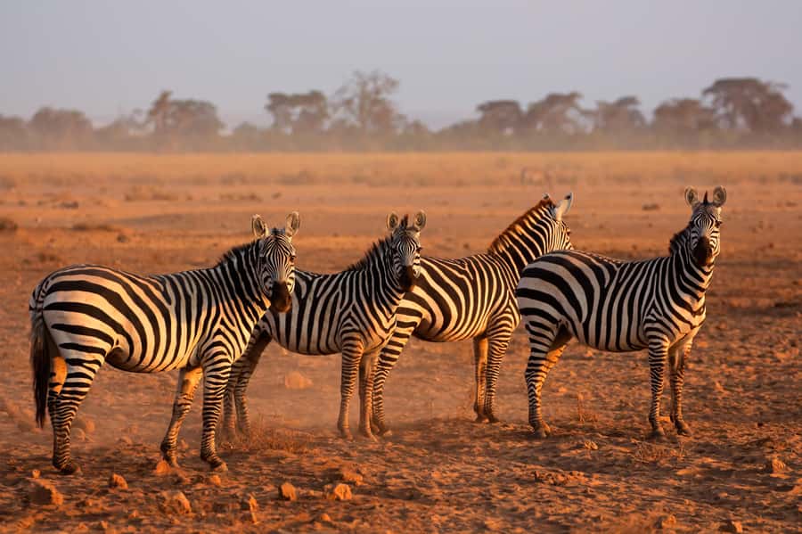 4 Days Tarangire, Serengeti, Ngorongoro Mid-range Safari - Day 2: Tarangire to Serengeti for Afternoon Predator Odds and Lodge Nights