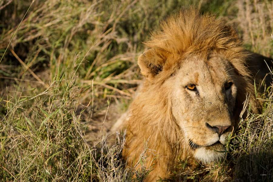 4 Days Tarangire, Serengeti, Ngorongoro Mid-range Safari - Price and Logistics: What $1,800 per Person Really Covers