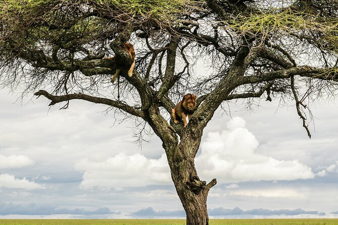4-Days Tour to Tanzania National parks - Ngorongoro Crater: The Big Drop, the Big Search, the Big Climb