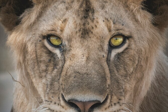 4-Days Tour to Tanzania National parks - Wildlife Expectations: What You Should Aim For (and How to Think About It)