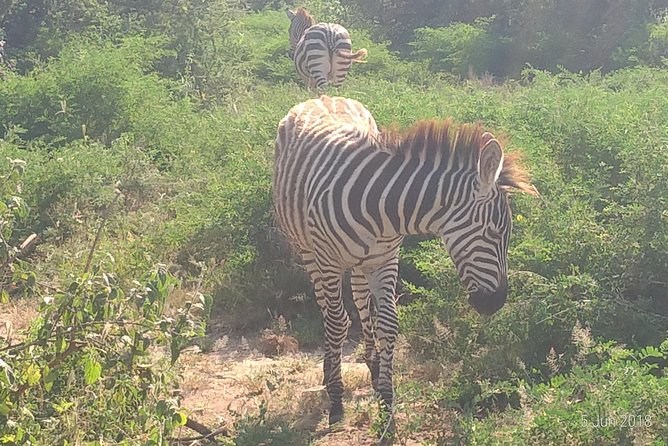 4day's Safari - Guide Quality: Smart Drivers, Real Briefings, and Named Support