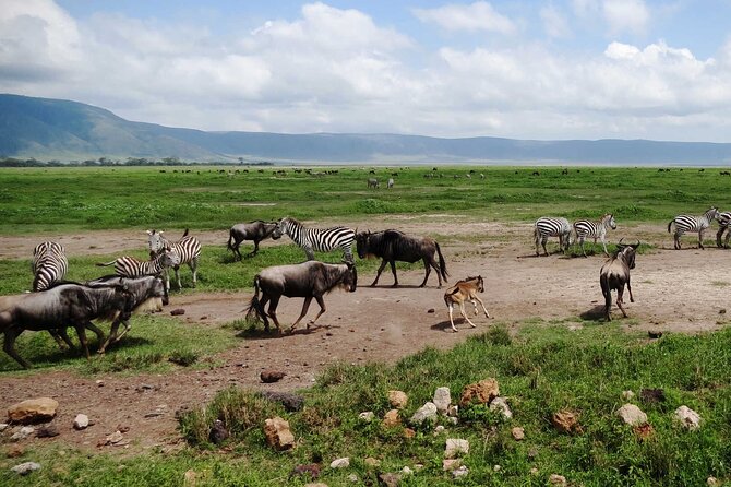 5 day 4 Nights Private Adventure Camping Norther Tanzania Safari - Private camping safari out of Arusha, and why the route makes sense