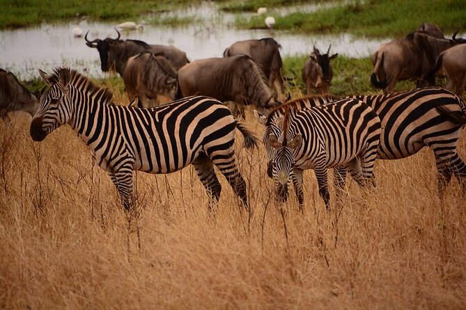 5 day 4 Nights Private Adventure Camping Norther Tanzania Safari - Day 3: Descend Ngorongoro for the Big Five style safari