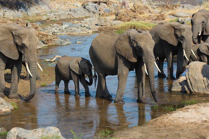 5 day 4 Nights Private Adventure Camping Norther Tanzania Safari - Day 4: Lake Manyara in the Great Rift Valley, plus tree-climbing lions