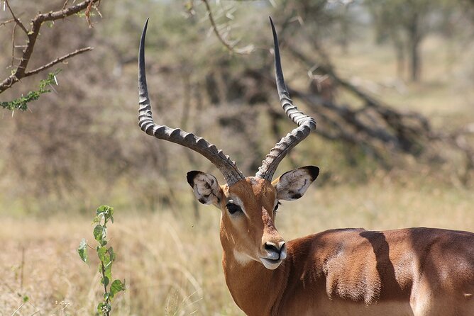 5 day 4 Nights Private Adventure Camping Norther Tanzania Safari - Day 5: Tarangire elephant country, then back to Arusha