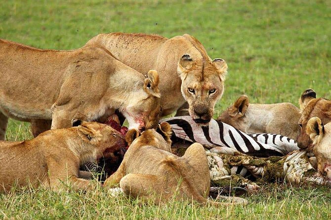 5 day 4 Nights Private Adventure Camping Norther Tanzania Safari - Comfort, meals, and the kind of support that reduces safari stress