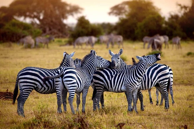5 day 4 Nights Private Adventure Camping Norther Tanzania Safari - Price and value: $1,800 per person for a private, multi-park plan