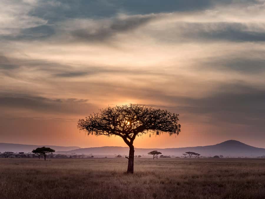 5-day Affordable Joint Group Safari (with Extra Activities) - A Route That Packs Tarangire, Serengeti, and Ngorongoro into 5 Days