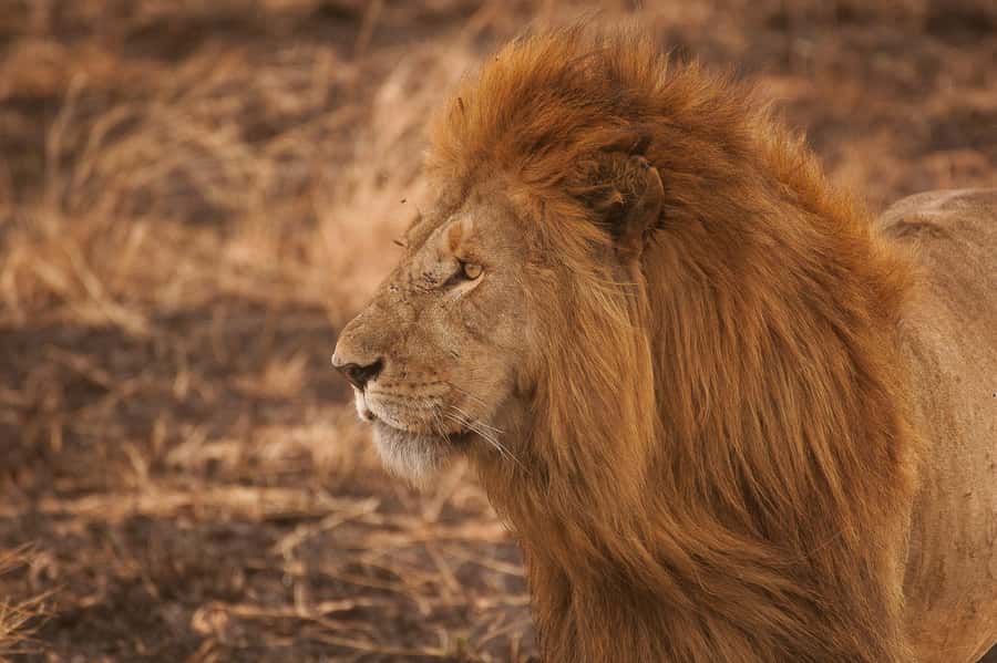 5-day Affordable Joint Group Safari (with Extra Activities) - Day 1 in Tarangire National Park: Elephants, Baobabs, and Birds