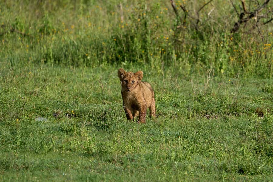 5-day Affordable Joint Group Safari (with Extra Activities) - Days 2 and 3 in Serengeti: Two Days Means Better Chances