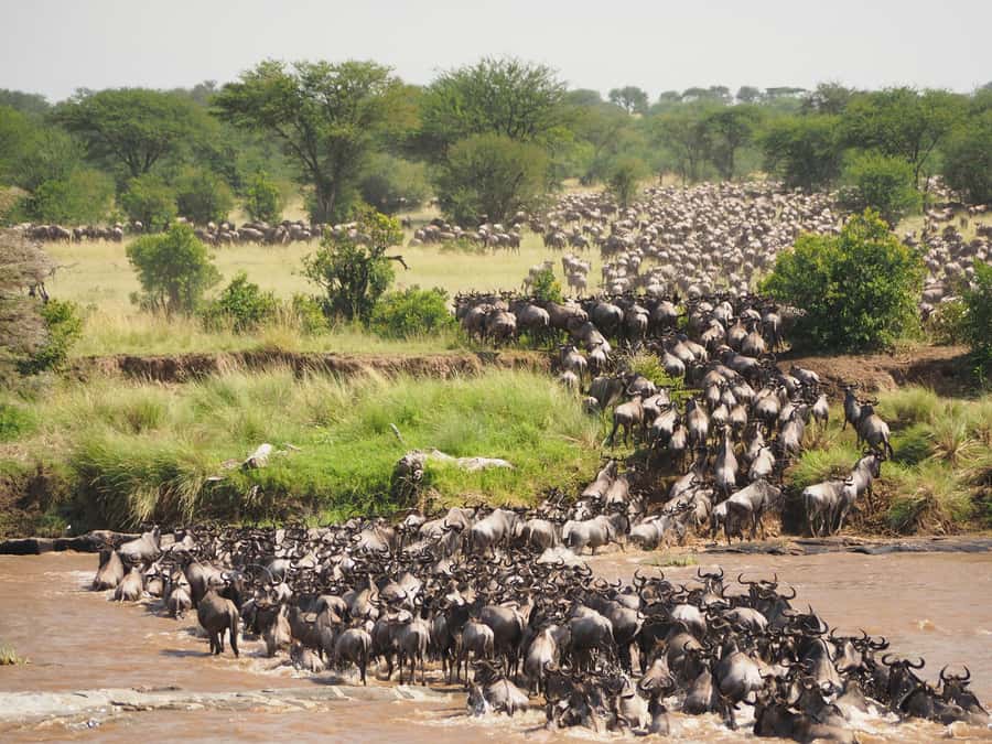 5-day Affordable Joint Group Safari (with Extra Activities) - Day 4 in Ngorongoro Crater: A UNESCO-Grade Wildlife Setup