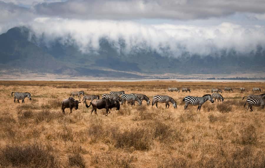 5-day Affordable Joint Group Safari (with Extra Activities) - Price and Value: What $1,360 Covers and Why It Can Be Fair