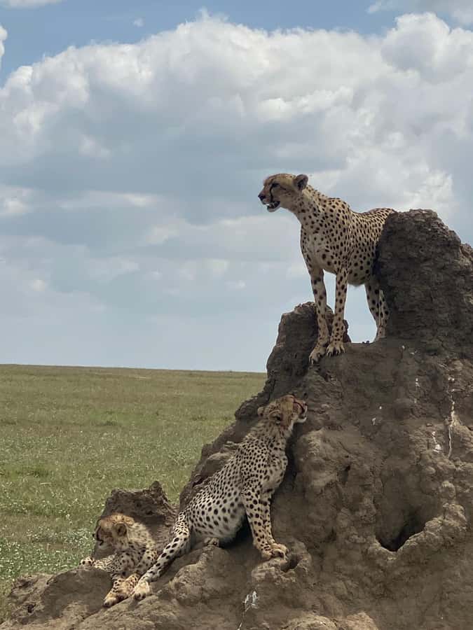 5-day Affordable Joint Group Safari (with Extra Activities) - Park Days Start Early, and That Sets the Tone