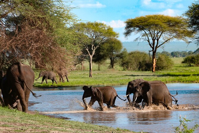 5-Day Group Tour Mid Range - Day 1 Tarangire National Park: Elephants, Baobabs, and a River Picnic