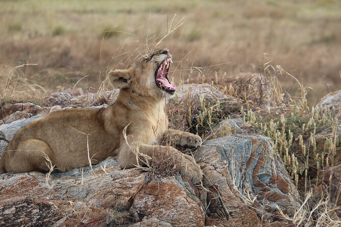 5-Day Highlights mid-Range Crater, Serengeti, Tarangire - Day 3 Ngorongoro Crater, 600 M Down Into a Self-Contained Wildlife World