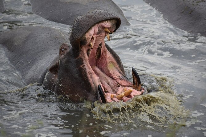 5-Day Highlights mid-Range Crater, Serengeti, Tarangire - How the Guides Improve Your Odds, Not Just Your Narration