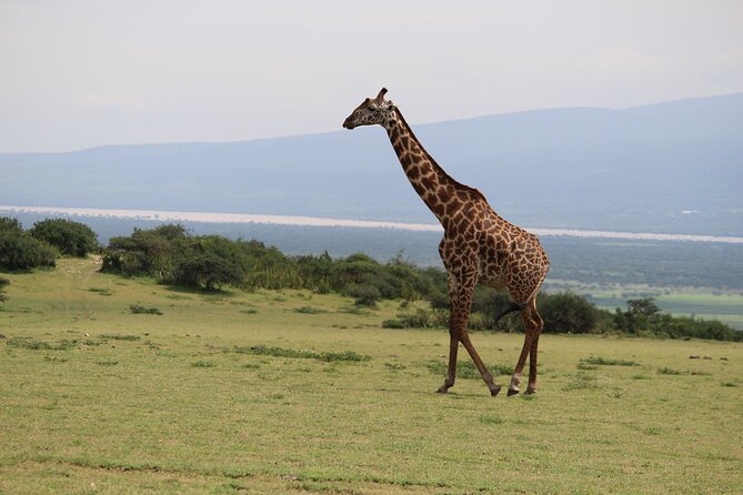 5-Day Highlights mid-Range Crater, Serengeti, Tarangire - Lodges, Tented Camps, and Food That Lets You Focus