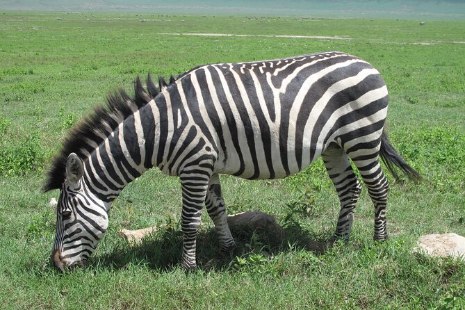 5-Day Lake Manyara, Serengeti, Ngorongoro Crater and Tarangire - Why this 5-day safari works out of Arusha