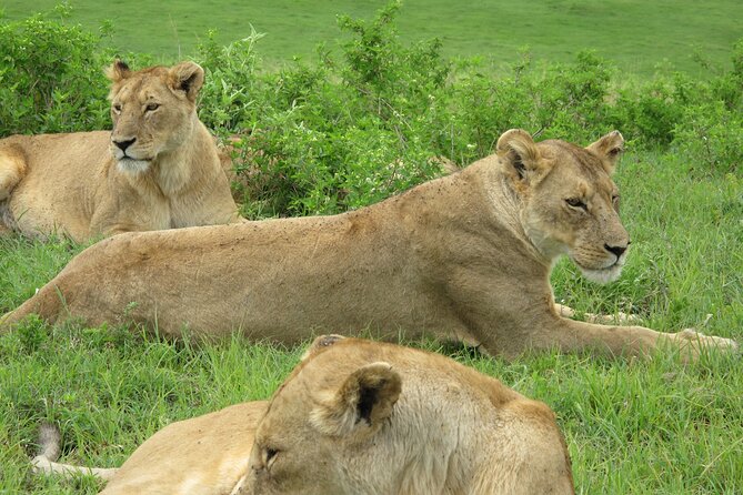 5-Day Lake Manyara, Serengeti, Ngorongoro Crater and Tarangire - Serengeti’s Seronera zone: plains that reward patience