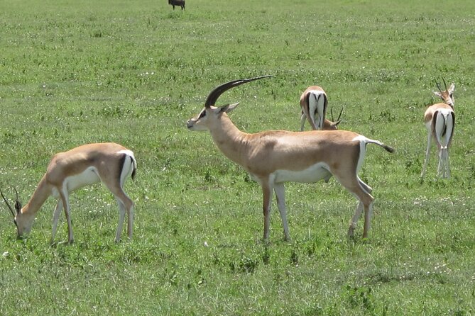 5-Day Lake Manyara, Serengeti, Ngorongoro Crater and Tarangire - Ngorongoro Crater: the dramatic descent to watering-hole wildlife