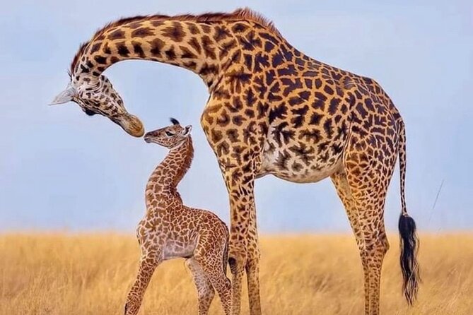 5-Day Lake Manyara, Serengeti, Ngorongoro Crater and Tarangire - Should you book this 5-day Manyara, Serengeti, Ngorongoro, Tarangire safari?