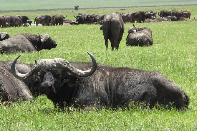 5-Day Lake Manyara, Serengeti, Ngorongoro Crater and Tarangire - Lake Manyara: acacia forests, pink flamingos, and the tree-lion lottery