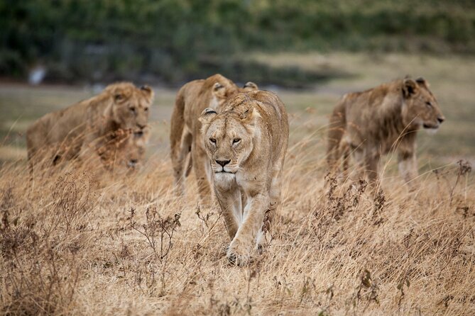 5-Day Majestic Tanzania Safari - High End All Inclusive - Why This Safari Runs From Moshi, and What Pickup Means