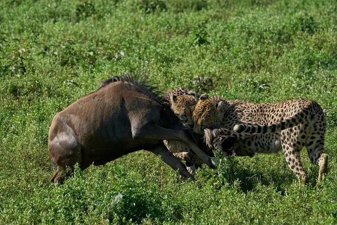 5-Day Majestic Tanzania Safari - High End All Inclusive - Guides Make the Difference: Why Punctuality and Animal Spotting Matter