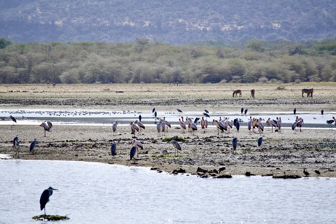 5-Day Majestic Tanzania Safari - High End All Inclusive - Lake Manyara National Park: Birds, Tree-Climbing Lions, and Night Drives