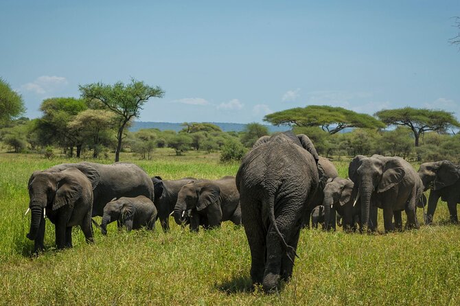 5-Day Mid-Range Safari in Tanzania - Private guiding with real follow-through