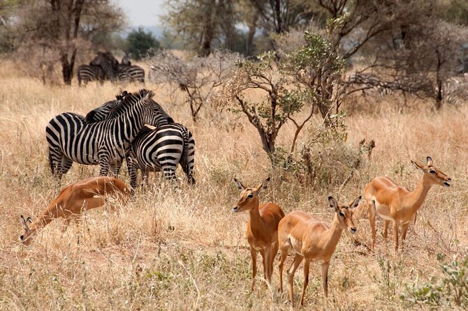 5-Day Mid-Range Safari in Tanzania - Price and value at $2,271.80 plus tips
