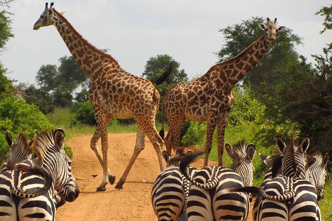 5 Day Mid range Tanzania Safari - A 5-day Tanzania safari route that actually balances driving and wildlife