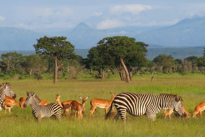 5-Day Mikumi & Ruaha Tanzania Wildlife Lodge Safari - Key highlights you’ll feel right away