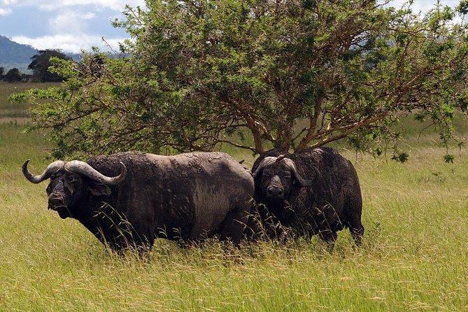 5-Day Mikumi & Ruaha Tanzania Wildlife Lodge Safari - Mikumi And Ruaha: A smart combo for safari variety