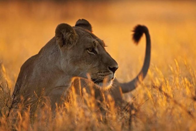 5-Day Mikumi & Ruaha Tanzania Wildlife Lodge Safari - What wildlife spotting feels like on this route