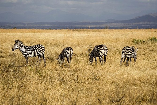 5-Day Mikumi & Ruaha Tanzania Wildlife Lodge Safari - Price and value: what $1,700 buys you, and what it does not
