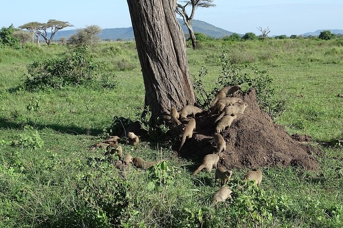 5-Day Ngorongoro Crater and Lake Manyara Safari from Arusha - Day 3 Sunrise Game Driving and a Night Near Ngorongoro Simba Camp