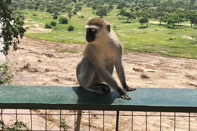 5-Day Ngorongoro Crater and Lake Manyara Safari from Arusha - Day 4 Ngorongoro Crater Descent: The 6-Hour Game Drive Plan