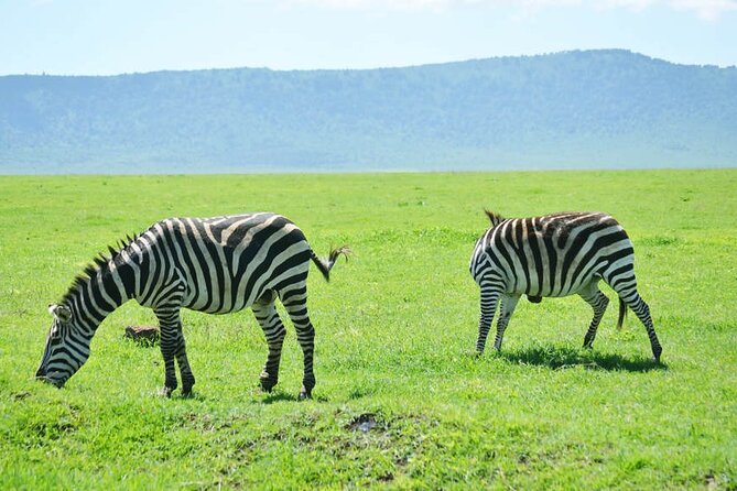 5-Day Ngorongoro Crater and Lake Manyara Safari from Arusha - Day 5 Lake Manyara Flamingo Half-Day and Your Return to Arusha