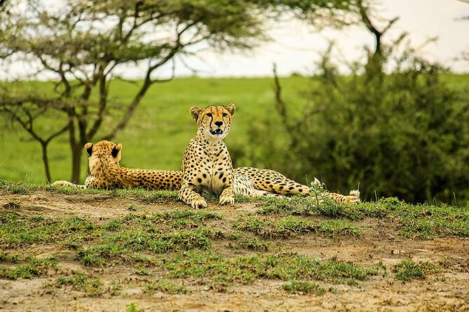 5-Day Ngorongoro Crater and Lake Manyara Safari from Arusha - Accommodation Mix: Campsites, Lodges, and the Camping Comfort Factor